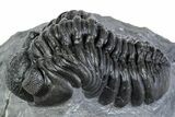 Phacopid (Adrisiops) Trilobite - Jbel Oudriss, Morocco #312816-2